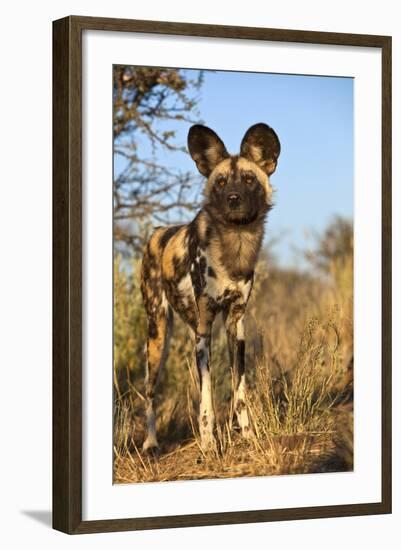 Africa, Namibia. Wild Dog Close-Up-Jaynes Gallery-Framed Photographic Print