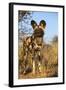 Africa, Namibia. Wild Dog Close-Up-Jaynes Gallery-Framed Photographic Print