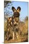 Africa, Namibia. Wild Dog Close-Up-Jaynes Gallery-Mounted Photographic Print