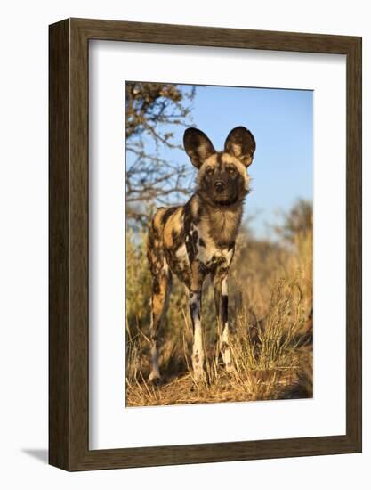 Africa, Namibia. Wild Dog Close-Up-Jaynes Gallery-Framed Photographic Print