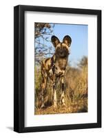 Africa, Namibia. Wild Dog Close-Up-Jaynes Gallery-Framed Photographic Print