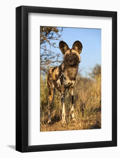 Africa, Namibia. Wild Dog Close-Up-Jaynes Gallery-Framed Photographic Print
