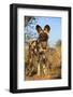 Africa, Namibia. Wild Dog Close-Up-Jaynes Gallery-Framed Photographic Print