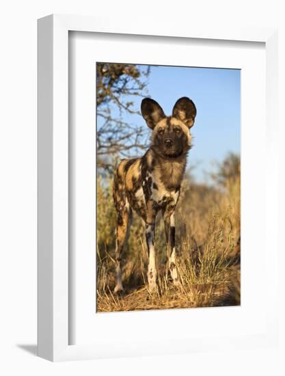 Africa, Namibia. Wild Dog Close-Up-Jaynes Gallery-Framed Photographic Print