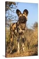 Africa, Namibia. Wild Dog Close-Up-Jaynes Gallery-Stretched Canvas