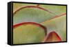 Africa, Namibia, Windhoek. Close Up of Succulent Leaves-Jaynes Gallery-Framed Stretched Canvas