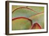 Africa, Namibia, Windhoek. Close Up of Succulent Leaves-Jaynes Gallery-Framed Photographic Print