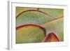 Africa, Namibia, Windhoek. Close Up of Succulent Leaves-Jaynes Gallery-Framed Photographic Print