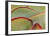 Africa, Namibia, Windhoek. Close Up of Succulent Leaves-Jaynes Gallery-Framed Photographic Print