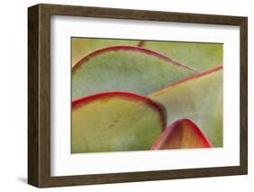 Africa, Namibia, Windhoek. Close Up of Succulent Leaves-Jaynes Gallery-Framed Photographic Print