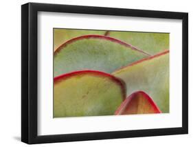 Africa, Namibia, Windhoek. Close Up of Succulent Leaves-Jaynes Gallery-Framed Photographic Print