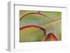 Africa, Namibia, Windhoek. Close Up of Succulent Leaves-Jaynes Gallery-Framed Photographic Print