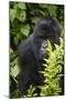 Africa. Rwanda. Female mountain gorilla at Volcanoes National Park.-Ralph H^ Bendjebar-Mounted Premium Photographic Print