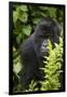 Africa. Rwanda. Female mountain gorilla at Volcanoes National Park.-Ralph H^ Bendjebar-Framed Photographic Print