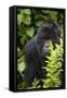 Africa. Rwanda. Female mountain gorilla at Volcanoes National Park.-Ralph H^ Bendjebar-Framed Stretched Canvas