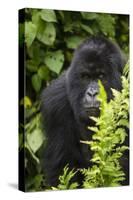 Africa. Rwanda. Female mountain gorilla at Volcanoes National Park.-Ralph H^ Bendjebar-Stretched Canvas