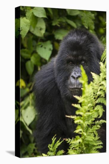 Africa. Rwanda. Female mountain gorilla at Volcanoes National Park.-Ralph H^ Bendjebar-Stretched Canvas