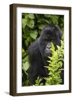 Africa. Rwanda. Female mountain gorilla at Volcanoes National Park.-Ralph H^ Bendjebar-Framed Photographic Print