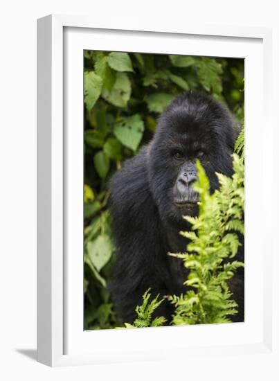 Africa. Rwanda. Female mountain gorilla at Volcanoes National Park.-Ralph H^ Bendjebar-Framed Photographic Print