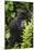 Africa. Rwanda. Female mountain gorilla at Volcanoes National Park.-Ralph H^ Bendjebar-Mounted Photographic Print