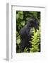 Africa. Rwanda. Female mountain gorilla at Volcanoes National Park.-Ralph H^ Bendjebar-Framed Photographic Print