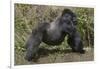 Africa, Rwanda, Volcanoes National Park. Blackback gorilla showing his powerful body.-Ellen Goff-Framed Photographic Print