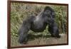 Africa, Rwanda, Volcanoes National Park. Blackback gorilla showing his powerful body.-Ellen Goff-Framed Photographic Print