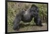 Africa, Rwanda, Volcanoes National Park. Blackback gorilla showing his powerful body.-Ellen Goff-Framed Photographic Print