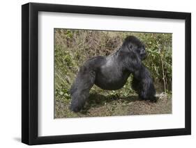 Africa, Rwanda, Volcanoes National Park. Blackback gorilla showing his powerful body.-Ellen Goff-Framed Photographic Print