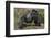 Africa, Rwanda, Volcanoes National Park. Blackback gorilla showing his powerful body.-Ellen Goff-Framed Photographic Print