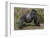 Africa, Rwanda, Volcanoes National Park. Blackback gorilla showing his powerful body.-Ellen Goff-Framed Photographic Print