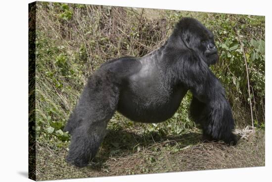 Africa, Rwanda, Volcanoes National Park. Blackback gorilla showing his powerful body.-Ellen Goff-Stretched Canvas