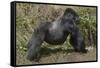 Africa, Rwanda, Volcanoes National Park. Blackback gorilla showing his powerful body.-Ellen Goff-Framed Stretched Canvas