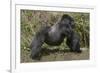 Africa, Rwanda, Volcanoes National Park. Blackback gorilla showing his powerful body.-Ellen Goff-Framed Photographic Print