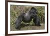 Africa, Rwanda, Volcanoes National Park. Blackback gorilla showing his powerful body.-Ellen Goff-Framed Photographic Print