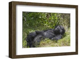 Africa, Rwanda, Volcanoes National Park. Blackback gorilla watching us.-Ellen Goff-Framed Photographic Print