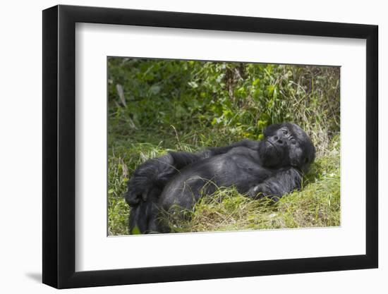 Africa, Rwanda, Volcanoes National Park. Blackback gorilla watching us.-Ellen Goff-Framed Photographic Print