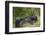 Africa, Rwanda, Volcanoes National Park. Blackback gorilla watching us.-Ellen Goff-Framed Photographic Print