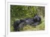 Africa, Rwanda, Volcanoes National Park. Blackback gorilla watching us.-Ellen Goff-Framed Photographic Print