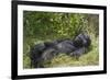 Africa, Rwanda, Volcanoes National Park. Blackback gorilla watching us.-Ellen Goff-Framed Photographic Print