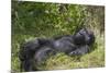 Africa, Rwanda, Volcanoes National Park. Blackback gorilla watching us.-Ellen Goff-Mounted Photographic Print