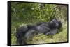 Africa, Rwanda, Volcanoes National Park. Blackback gorilla watching us.-Ellen Goff-Framed Stretched Canvas