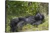 Africa, Rwanda, Volcanoes National Park. Blackback gorilla watching us.-Ellen Goff-Stretched Canvas