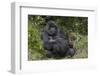 Africa, Rwanda, Volcanoes National Park. Blackback gorilla watching us.-Ellen Goff-Framed Photographic Print
