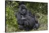Africa, Rwanda, Volcanoes National Park. Blackback gorilla watching us.-Ellen Goff-Stretched Canvas