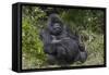 Africa, Rwanda, Volcanoes National Park. Blackback gorilla watching us.-Ellen Goff-Framed Stretched Canvas