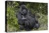 Africa, Rwanda, Volcanoes National Park. Blackback gorilla watching us.-Ellen Goff-Stretched Canvas