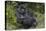 Africa, Rwanda, Volcanoes National Park. Blackback gorilla watching us.-Ellen Goff-Stretched Canvas