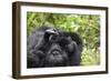 Africa, Rwanda, Volcanoes National Park. Female mountain gorilla cuddling its young.-Ellen Goff-Framed Photographic Print