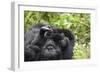 Africa, Rwanda, Volcanoes National Park. Female mountain gorilla cuddling its young.-Ellen Goff-Framed Photographic Print